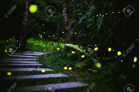 Светлячки ночью