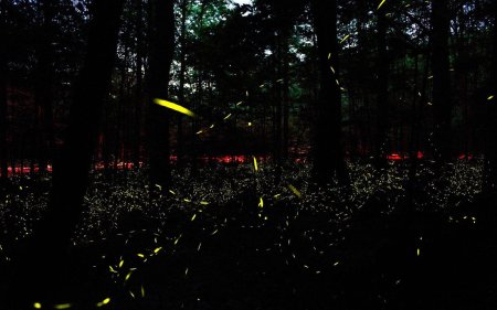 Парк светлячков
