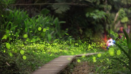 Парк светлячков в Куала Лумпур