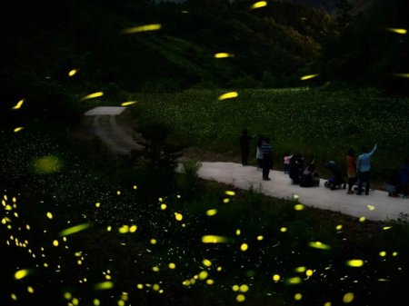 Фестиваль светлячков в Мучжу