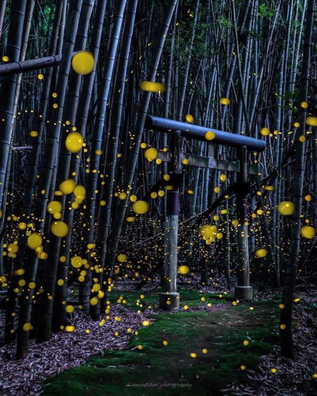 Парк светлячков в Куала Лумпур