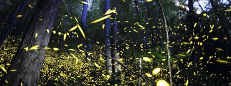 Парк светлячков