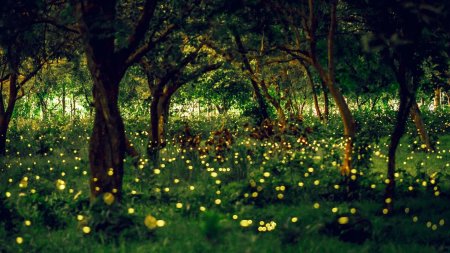 Лес светлячков в Японии это растения