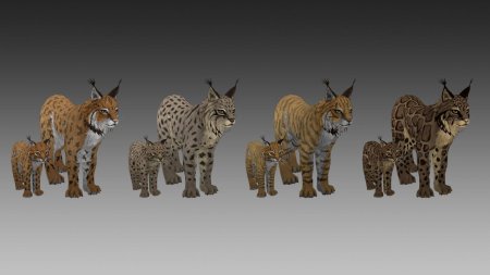 Вилд крафт Рысь вайлд