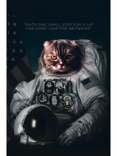 Кот в скафандре