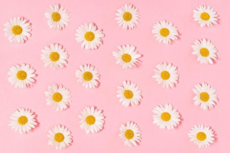 Ромашки на розовом фоне