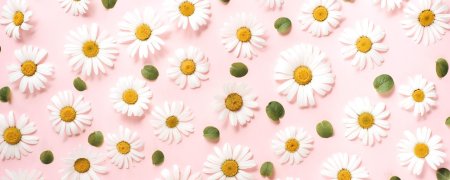 Фон ромашки