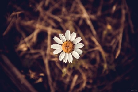 Ромашки на коричневом фоне