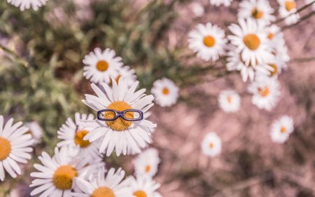 Ромашка в очках