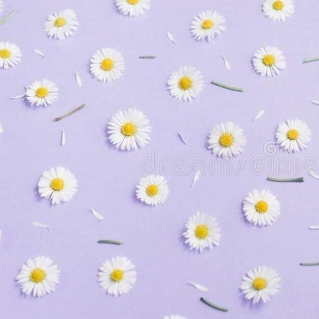 Сиреневый фон с ромашками