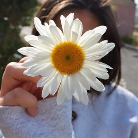 Ромашка цветок