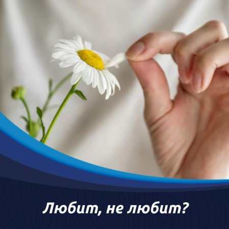 Гадание на ромашке