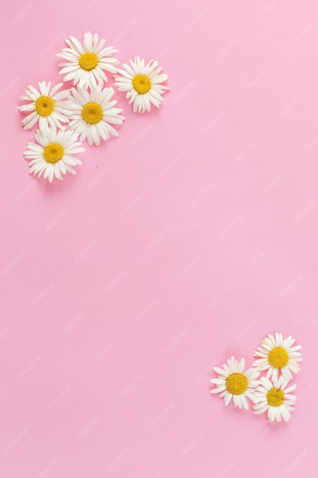 Фон ромашки на розовом фоне