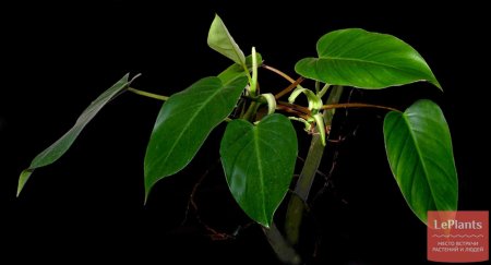 Филодендрон erubescens