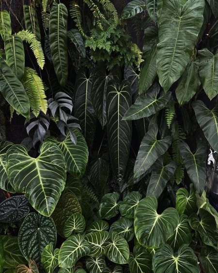 Филодендрон melanochrysum