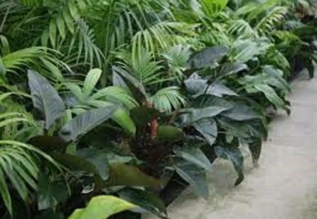 Филодендрон рейнфорест