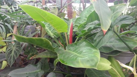 Филодендрон дваждыперистый