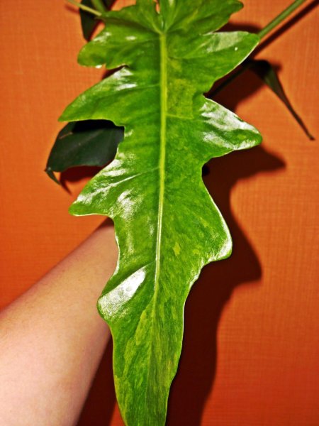 Филодендрон Магнификум вариегатный