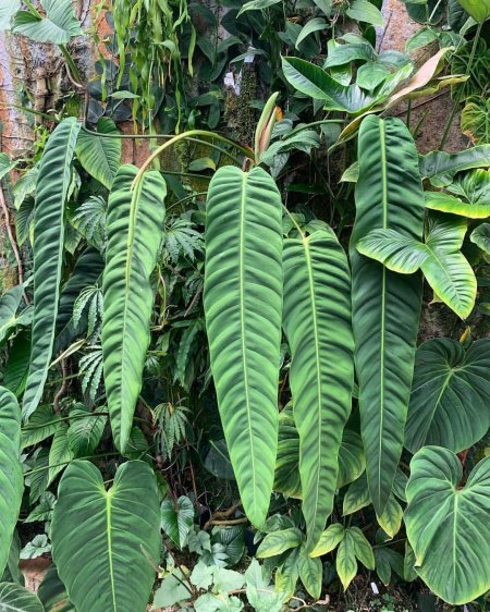 Филодендрон Рейнфорест