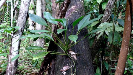 Филодендрон Рейнфорест