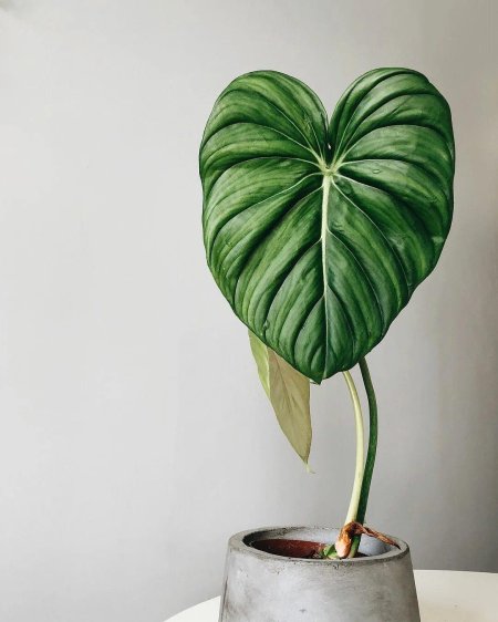 Филодендрон Рейнфорест