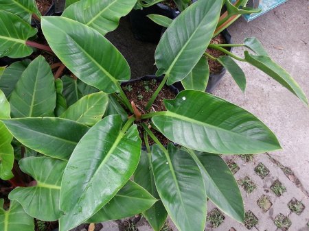 Филодендрон Рейнфорест