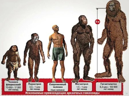 Человек флоресский и Гигантопитек