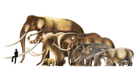 Эволюция хоботных млекопитающих