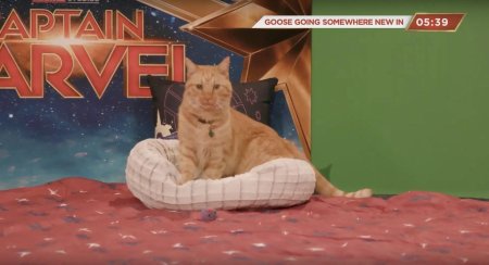 Captain Marvel Goose