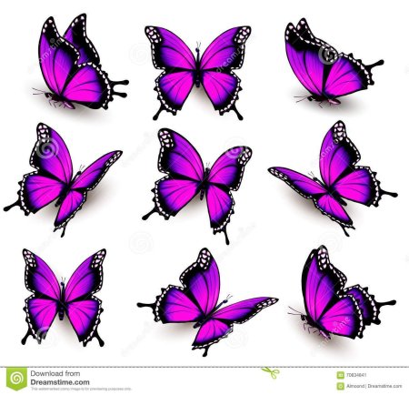 Бабочки розовые