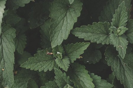 Мята перечная