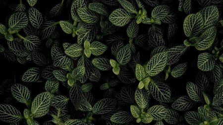 Мята перечная Эстетика