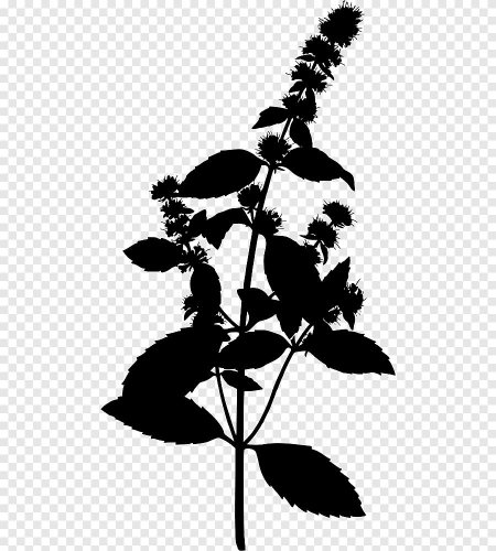 Мята перечная черная