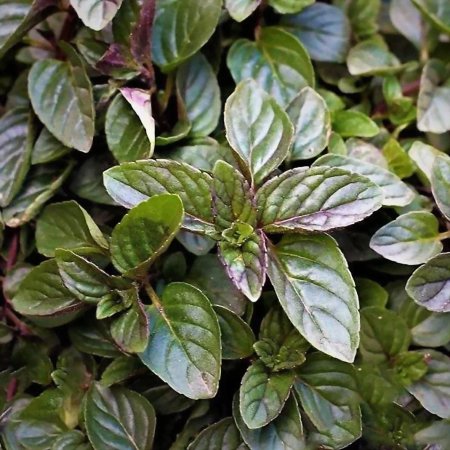 Мята перечная шоколад