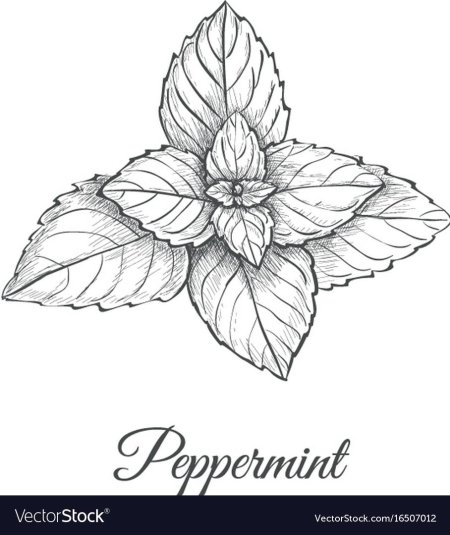 Листья мяты перечной рисунок