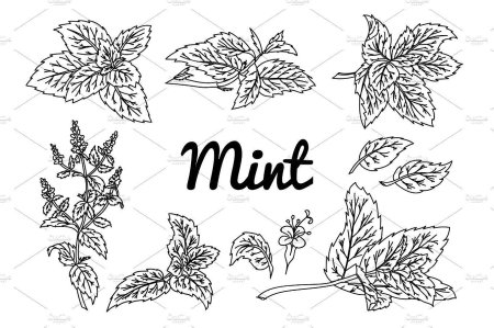 Лист мяты вектор