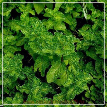 Мята Криспа