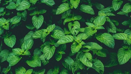 Мята перечная листья