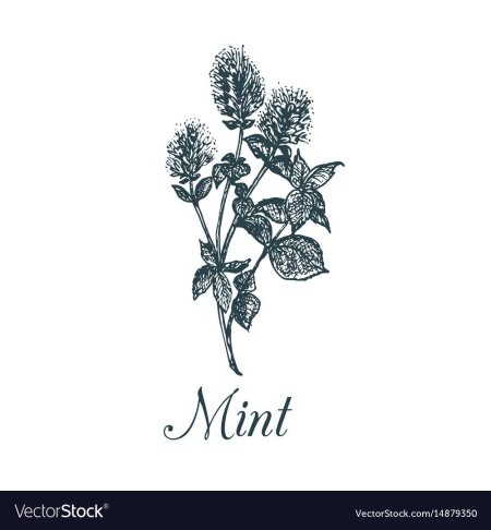 Трафарет мяты