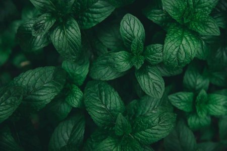 Мята перечная Эстетика