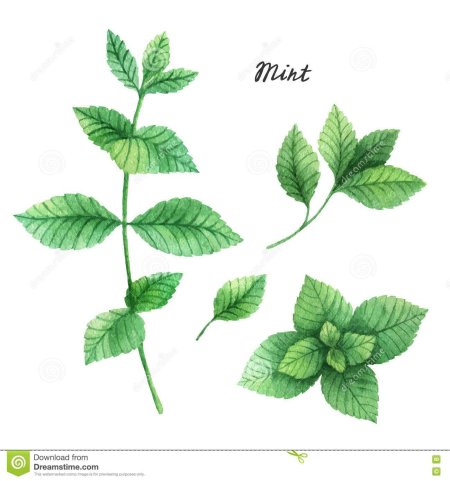 Веточка мяты