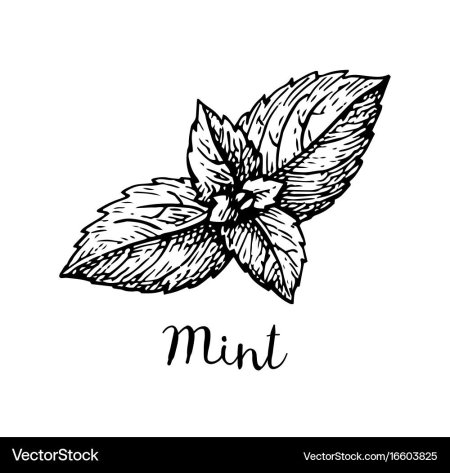 Листья мяты