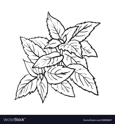 Мята перечная чб