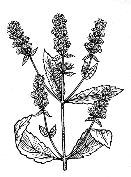 Мята перечная