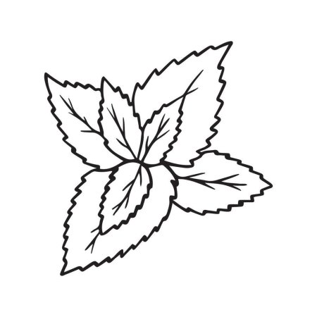 Мята рисунок