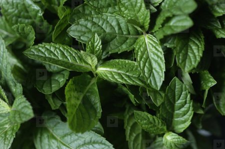 Мята перечная Блэк Митчам