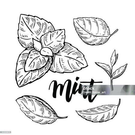 Листочек мяты вектор