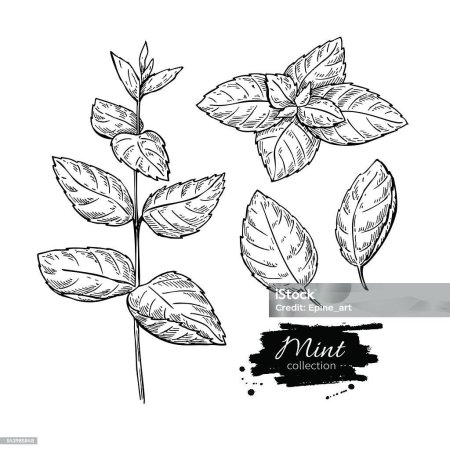 Мята перечная рисунок листа