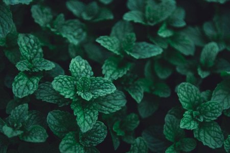 Мята перечная Эстетика