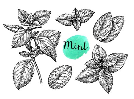 Мята перечная листик